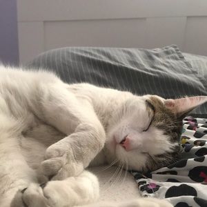 Meet your Posher, Abby